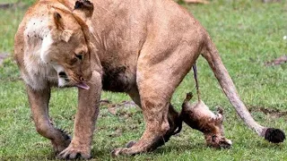 Did you ever see a Lion giving birth?