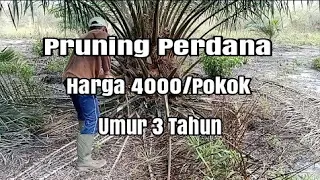 Pruning Perdana Sawit Umur 3 Tahun Harga 4000 / Pokok