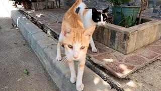 Beautiful Stray Cats Want Love For Both Of Them At The Same Time.