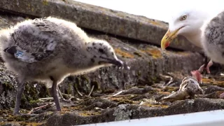 Gulls, feeding chicks(on my roof)