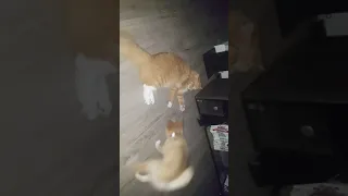 nala vs simba