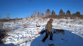 Загонная охота на кабана (добыли поросенка) Wild boar hunting in Russia