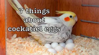 7 things you should know about cockatiel eggs | facts about cockatiel egg laying #tamed #cockatiel