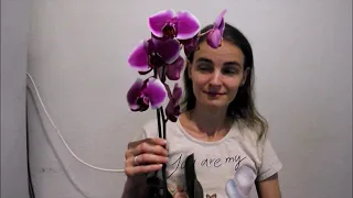 КРАСИВАЯ орхидея: НОВИНКА в моей коллекции и САЙТ-ОПРЕДЕЛИТЕЛЬ СОРТОВ фаленопсисов