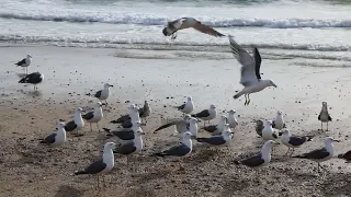 새우깡을 주세요. 빨리 주세요.