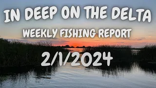 The In Deep On The Delta Weekly Fishing Report For 2/1/2024.