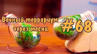 #68 Вечный террариум через месяц. Eternal terrarium a month later