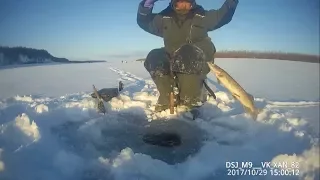 Catching pikes - evening bite of perch! Yakutia Russia Eng Subs