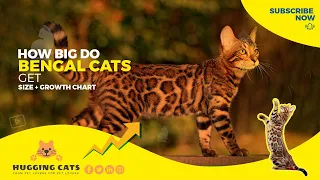 The Truth About Bengal Cat Size : What Size Do Bengal Cats Grow To?