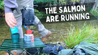 Thousands of salmon, but can I catch one?