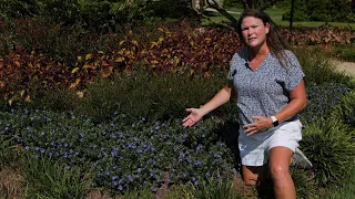 Get It Growing: Blue My Mind is beautiful, drought-tolerant groundcover