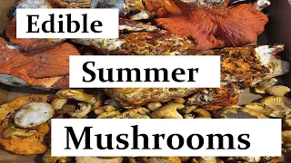 Edible Wild Summer Mushrooms you can Forage!