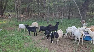 Parasite Resistant Goats and Sheep!