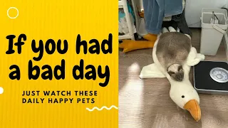 If you had a bad day, just watch these daily happy pets | Day 16