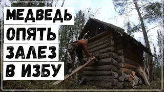 Медведь  залез в избу.Алтай лает лося.