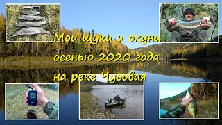 Мои щуки и окуни осенью 2020 года на реке Чусовая