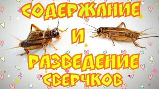 Содержание и разведение сверчков.Инкубация яиц.Вылупление сверчат.Чем кормлю