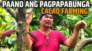 PAANO MAGPABUNGA NG CACAO | CACAO FARMING | D' GREEN THUMB