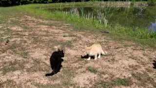 EPIC CAT FIGHT AND A DUCK