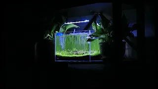 The Shire - Planted Nano Tank