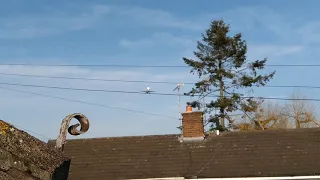 Beluga XL first landing roof top footage