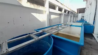 Budidaya Udang di Kolam Bulat & Kolam Fiber