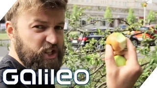 Mundraub: Obst und Gemüse kostenlos aus dem Internet | Galileo Lunch Break