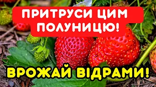 ДУЖЕ ЛЕГКО, ДЕШЕВО, БЕЗ ХІМІЇ! Полуницю притрусить цим - для захисту від шкідників, доброго врожаю!