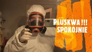 Jak zlikwidować pluskwy w mieszkaniu  - sposób  na pluskwy - jak usunąć pluskwy