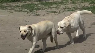 GORGEOUS COUPLE. Champion Eric and beautiful Dora. Fawn Labradors. 05/09/2024 Odessa.