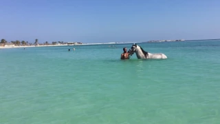 Тунис , Djerba blue lagoon