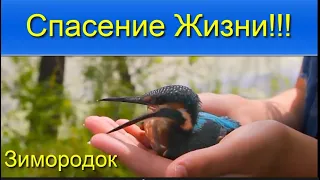 Берегите  Любите Природу Зимородок Спасение птенца Take care Love Nature Kingfisher Rescue chick