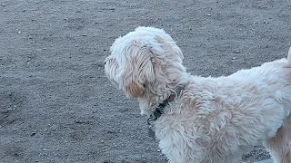 What is my fastest dog?
