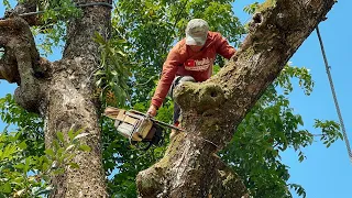 Crawling from branch to branch‼️ Cut Down Dangerous Tall Tree Near House.