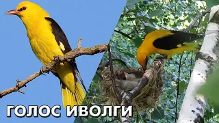 Bird voices. Oriole sings - forest flute and forest cat (Birds of Russia) #Birdvoices