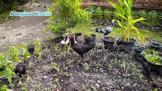 Cara Atasi Ayam Perusak Tanaman