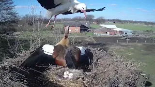 Die Nilgans vertreibt den Storch~2023-02-28~Storchennest am Menkebach