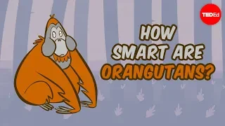 How smart are orangutans? - Lu Gao