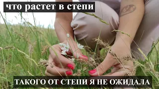 Степь | Деревня в степи | Калмыцкая степь | Что растет в степи | Перекати-поле весной | КИСЕЛЕВКА