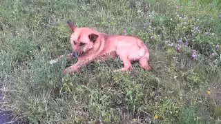 собака в лесу...через минуту приехали хозяева)) 2 суток искали)