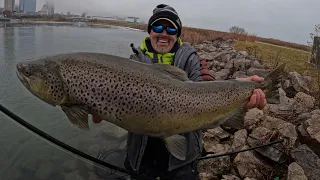 GIANT Brown Sight Fishing