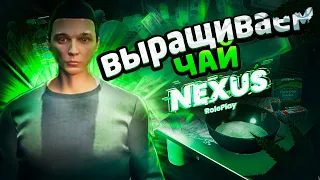 ЗАРАБОТКИ НА ВЫРАЩИВАНИИ ЧАЯ В NEXUS RP