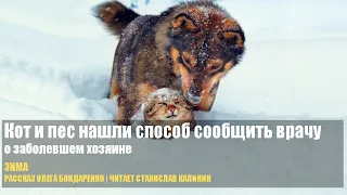 Кот и пес нашли способ сообщить врачу о заболевшем хозяине