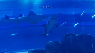 Deep Sea Aquarium | #DubaiAquarium | Underwater Zoo | Mit Magic