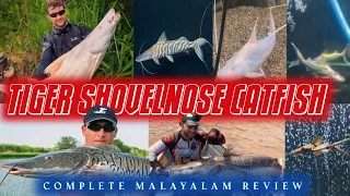 Tigershavelnose catfish complete review