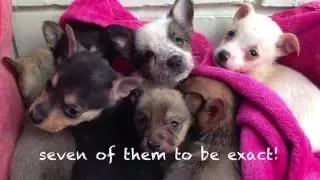 Heartbroken Mother Dog Reunited With Puppies