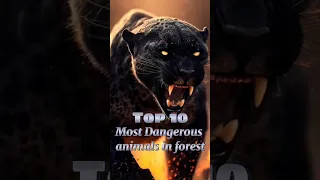 Top 10 Most Dangerous Animals in forest  |   #top10 #comparison #facts #top #dangerous