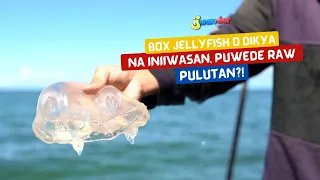 Box jellyfish o dikya na iniiwasan, puwede raw pulutan?! | I Juander