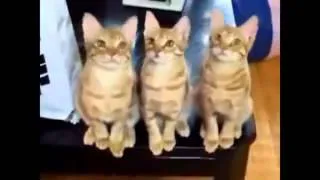 Funny Cats Compilation 2014 - 18 min !