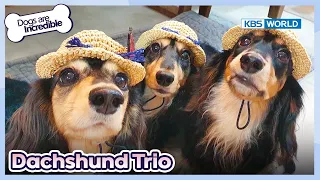 Triple the Trouble 😱🐶 [Dogs are incredible : EP.190-3] | KBS WORLD TV 231010